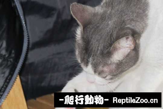 001740d8ghzpp6n0eq6qhk.jpg