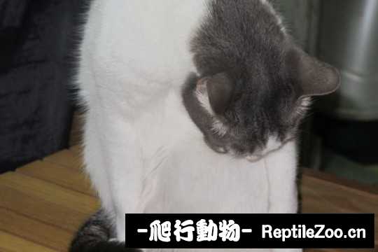 001741bzbkr9cerazxztkb.jpg