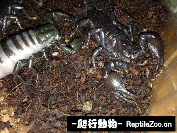 display_picture.php?url=http%3A%2F%2Fimgsa.baidu.com%2Fforum%2Fw%253D580%2Fsign%3De4f7ff5c49fbfbeddc59367748f1f78e%2F4b6a5d3e6709c93dce9760949d3df8dcd00054ed.jpg