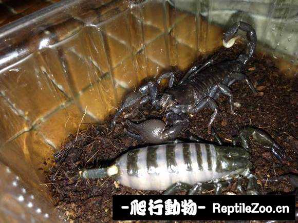 display_picture.php?url=http%3A%2F%2Fimgsa.baidu.com%2Fforum%2Fw%253D580%2Fsign%3Dbbe737d2820a19d8cb03840d03fb82c9%2Ff4746936acaf2eddd494278a8f1001e9380193ed.jpg