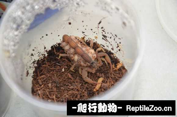 display_picture.php?url=http%3A%2F%2Fimgsa.baidu.com%2Fforum%2Fw%253D580%2Fsign%3D3c3dfe7160d0f703e6b295d438fa5148%2F81325af0f736afc3cf1f9703b119ebc4b64512c6.jpg