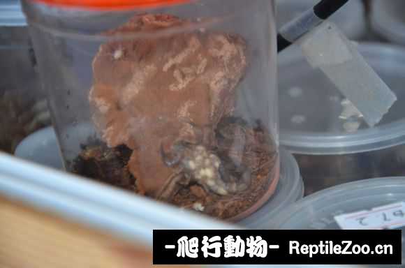display_picture.php?url=http%3A%2F%2Fimgsa.baidu.com%2Fforum%2Fw%253D580%2Fsign%3Ddfffd4adf9edab6474724dc8c737af81%2Ffd434509c93d70cf4037006bfadcd100bba12b00.jpg