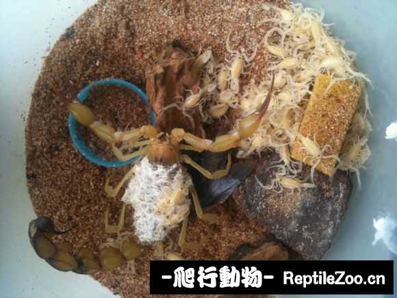 display_picture.php?url=http%3A%2F%2Fimgsa.baidu.com%2Fforum%2Fw%253D580%2Fsign%3Dfbf2c5f9a60f4bfb8cd09e5c334e788f%2F25fbeb177f3e6709b0cdef9939c79f3df9dc5500.jpg