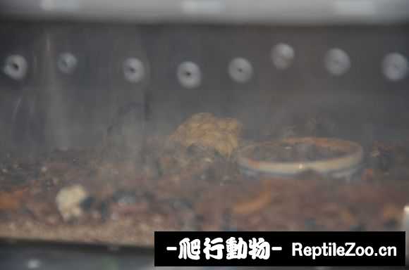 display_picture.php?url=http%3A%2F%2Fimgsa.baidu.com%2Fforum%2Fw%253D580%2Fsign%3D370b64bba964034f0fcdc20e9fc27980%2Fe574eb3d70cf3bc7e3cd678ad300baa1cc112a00.jpg