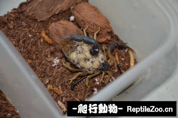 display_picture.php?url=http%3A%2F%2Fimgsa.baidu.com%2Fforum%2Fw%253D580%2Fsign%3D205f3b5949fbfbeddc59367748f1f78e%2F4b6a5d3e6709c93d0a3fa4919d3df8dcd0005400.jpg