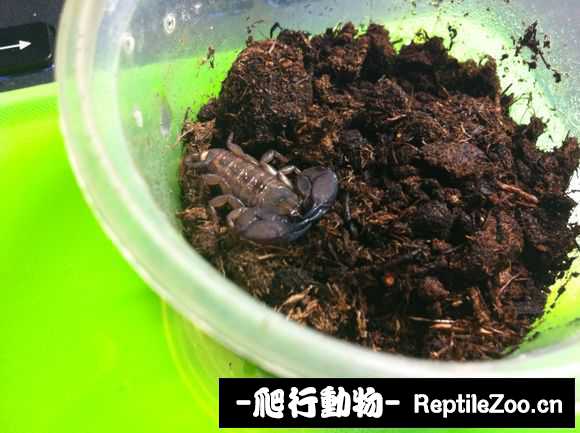 display_picture.php?url=http%3A%2F%2Fimgsa.baidu.com%2Fforum%2Fw%253D580%2Fsign%3D039dce48ba99a9013b355b3e2d940a58%2F1c2c2db30f2442a7c59eeff9d343ad4bd0130252.jpg