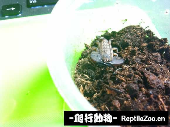 display_picture.php?url=http%3A%2F%2Fimgsa.baidu.com%2Fforum%2Fw%253D580%2Fsign%3D6743b64f95dda144da096cba82b6d009%2Fbf1077fbb2fb431606b6682622a4462308f7d3ba.jpg