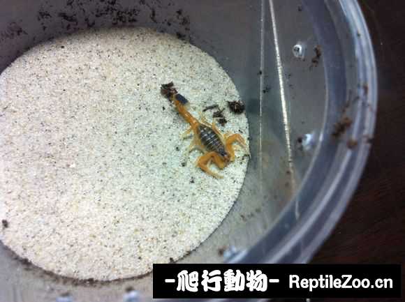display_picture.php?url=http%3A%2F%2Fimgsa.baidu.com%2Fforum%2Fw%253D580%2Fsign%3D54807cd9cbea15ce41eee00186013a25%2F9fe8287b02087bf45d6a45b5f0d3572c10dfcf61.jpg