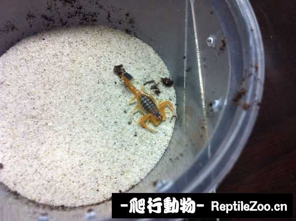 display_picture.php?url=http%3A%2F%2Fimgsa.baidu.com%2Fforum%2Fw%253D580%2Fsign%3D4e32f0a679cb0a4685228b315b62f63e%2F7a64a418367adab4082c091f89d4b31c8601e46f.jpg