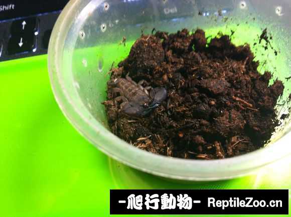 display_picture.php?url=http%3A%2F%2Fimgsa.baidu.com%2Fforum%2Fw%253D580%2Fsign%3D748558526509c93d07f20effaf3cf8bb%2F571fa735e5dde7112d7d51aaa5efce1b9c1661b8.jpg