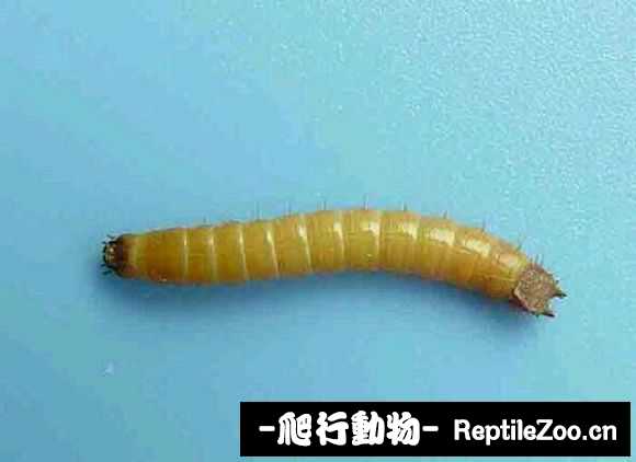 display_picture.php?url=http%3A%2F%2Fimgsa.baidu.com%2Fforum%2Fw%253D580%2Fsign%3Deadd7aeeadc379317d688621dbc5b784%2F1d40dadcd100baa15f3cff534510b912c9fc2e47.jpg