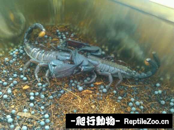 display_picture.php?url=http%3A%2F%2Fimgsa.baidu.com%2Fforum%2Fw%253D580%2Fsign%3D01a0210e932397ddd679980c6983b216%2Fdb931f6d55fbb2fb278e40fb4d4a20a44723dc2b.jpg