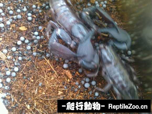 display_picture.php?url=http%3A%2F%2Fimgsa.baidu.com%2Fforum%2Fw%253D580%2Fsign%3Da2ff5fd70ef3d7ca0cf63f7ec21dbe3c%2F31669251f81986180ca7f76d48ed2e7389d4e6f0.jpg
