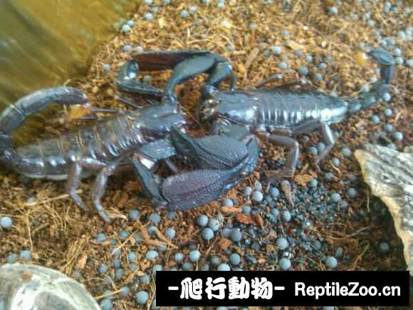 display_picture.php?url=http%3A%2F%2Fimgsa.baidu.com%2Fforum%2Fw%253D580%2Fsign%3Db6cdd5c08418367aad897fd51e728b68%2F99a88f6eddc451da87571402b4fd5266d1163236.jpg