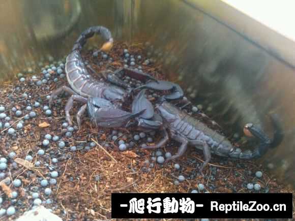 display_picture.php?url=http%3A%2F%2Fimgsa.baidu.com%2Fforum%2Fw%253D580%2Fsign%3Ded2522fd40a7d933bfa8e47b9d4ad194%2F24638ad3fd1f4134759c1d97271f95cad0c85e29.jpg