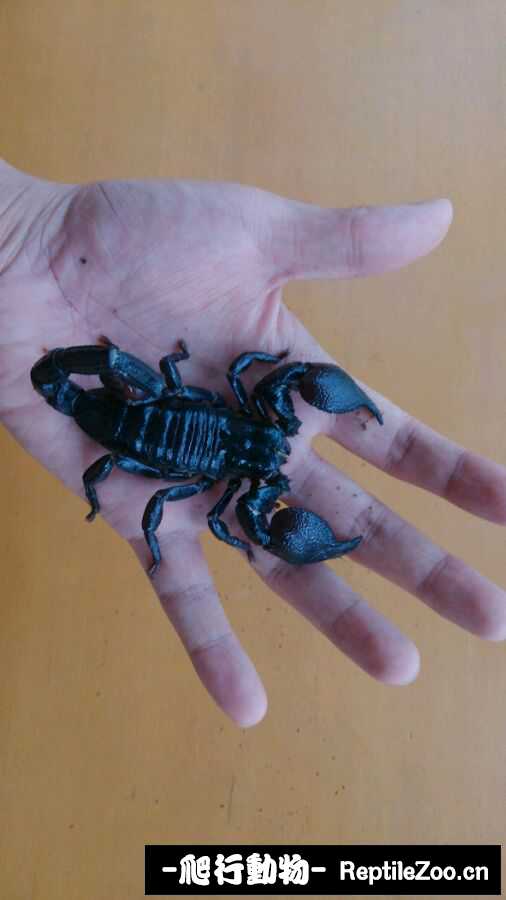 display_picture.php?url=http%3A%2F%2Fimgsa.baidu.com%2Fforum%2Fw%253D580%2Fsign%3D37a39bfeb27eca80120539efa1219712%2F22912afa513d2697dc5c358057fbb2fb4116d8d9.jpg