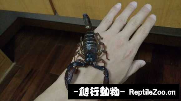 display_picture.php?url=http%3A%2F%2Fimgsa.baidu.com%2Fforum%2Fw%253D580%2Fsign%3De35f82fe612762d0803ea4b790ee0849%2F2919214f78f0f736e57071dc0855b319e9c413d9.jpg