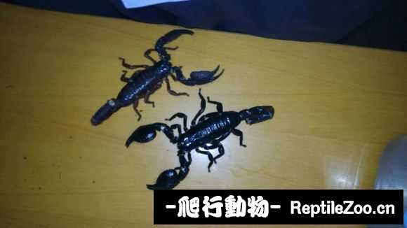 display_picture.php?url=http%3A%2F%2Fimgsa.baidu.com%2Fforum%2Fw%253D580%2Fsign%3D27be730156e736d158138c00ab524ffc%2F8e4ea544ebf81a4ccebfd114d52a6059272da6df.jpg