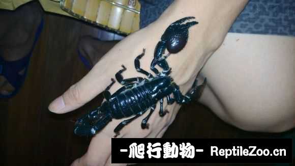 display_picture.php?url=http%3A%2F%2Fimgsa.baidu.com%2Fforum%2Fw%253D580%2Fsign%3D584bf300a964034f0fcdc20e9fc17980%2Fe574eb3d70cf3bc78c8df031d300baa1cf112ade.jpg