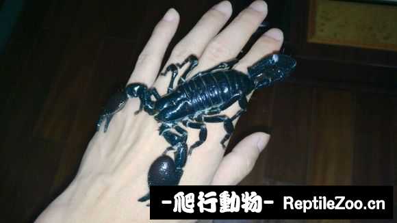 display_picture.php?url=http%3A%2F%2Fimgsa.baidu.com%2Fforum%2Fw%253D580%2Fsign%3D1576b893c88065387beaa41ba7dca115%2F8a87733d269759eebb085d16b0fb43166c22df14.jpg