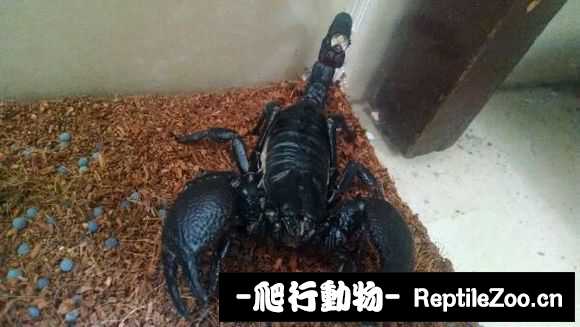 display_picture.php?url=http%3A%2F%2Fimgsa.baidu.com%2Fforum%2Fw%253D580%2Fsign%3D48554885d243ad4ba62e46c8b2025a89%2Fc349b50a304e251f04ac51d8a486c9177f3e5330.jpg