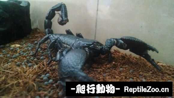display_picture.php?url=http%3A%2F%2Fimgsa.baidu.com%2Fforum%2Fw%253D580%2Fsign%3Dfd66ae6388d4b31cf03c94b3b7d7276f%2Fbba694fd5266d016beaf2b08942bd40734fa35dd.jpg