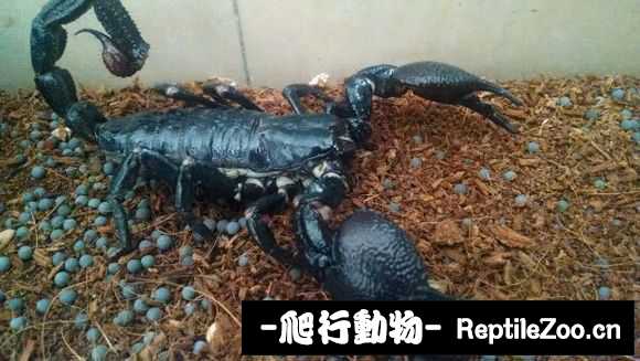 display_picture.php?url=http%3A%2F%2Fimgsa.baidu.com%2Fforum%2Fw%253D580%2Fsign%3D3571d276d3160924dc25a213e406359b%2F31a3be82d158ccbfef0d001a1ad8bc3eb03541de.jpg