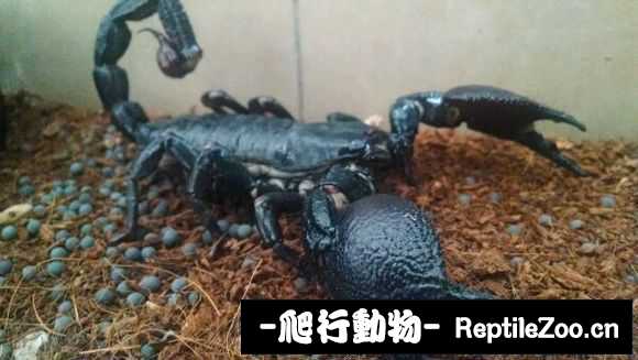 display_picture.php?url=http%3A%2F%2Fimgsa.baidu.com%2Fforum%2Fw%253D580%2Fsign%3Da889700f39292df597c3ac1d8c315ce2%2Fb757e45c10385343c79532019013b07eca808831.jpg