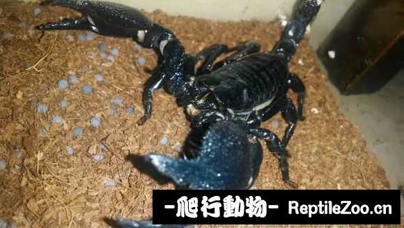 display_picture.php?url=http%3A%2F%2Fimgsa.baidu.com%2Fforum%2Fw%253D580%2Fsign%3D9e98306ec98065387beaa41ba7dca115%2F8a87733d269759ee30e6d5ebb1fb43166c22dfdd.jpg