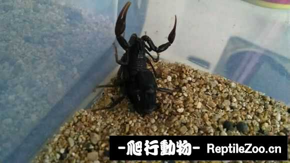 display_picture.php?url=http%3A%2F%2Fimgsa.baidu.com%2Fforum%2Fw%253D580%2Fsign%3Dea6a0c1a4836acaf59e096f44cd88d03%2F1a5f500e0cf3d7ca5a4e7055f11fbe096a63a9d2.jpg