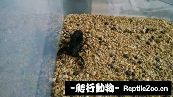 display_picture.php?url=http%3A%2F%2Fimgsa.baidu.com%2Fforum%2Fw%253D580%2Fsign%3Da6dee336bf315c6043956be7bdb1cbe6%2F798f90119313b07e8ca01f2b0fd7912397dd8c75.jpg