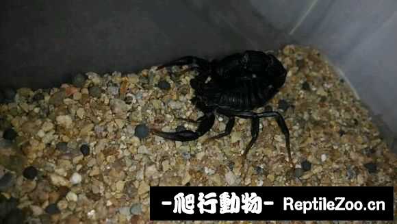display_picture.php?url=http%3A%2F%2Fimgsa.baidu.com%2Fforum%2Fw%253D580%2Fsign%3D4d161170f5246b607b0eb27cdbf81a35%2Fac0ea9d4b31c87015294fdc5247f9e2f0708ff75.jpg