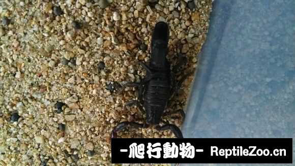 display_picture.php?url=http%3A%2F%2Fimgsa.baidu.com%2Fforum%2Fw%253D580%2Fsign%3Dbf1f40e03987e9504217f3642038531b%2F70ae752c11dfa9ec830c193461d0f703918fc174.jpg