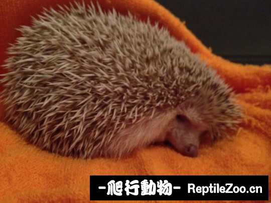 002544lcpnpzrmuzgamuml.jpg