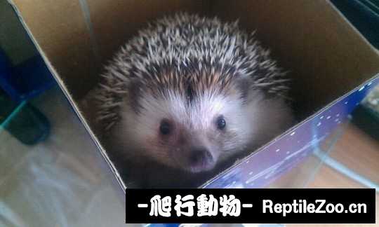 002549go6qgochpegogbqp.jpg