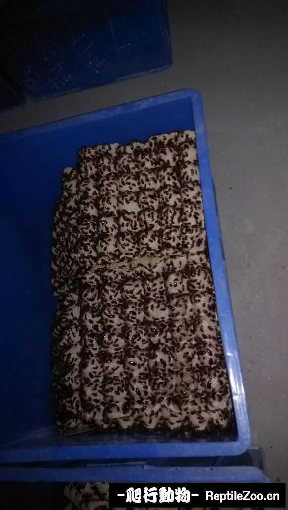 display_picture.php?url=http%3A%2F%2Fimgsa.baidu.com%2Fforum%2Fw%253D580%2Fsign%3Db8ba8af52c2eb938ec6d7afae56285fe%2F6985384c510fd9f93b77dc7d262dd42a2934a4c4.jpg