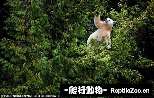 003115eywhnhxbv4d4bx7f.jpg