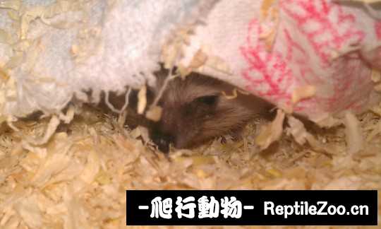 003228ipy9gnpydt4n04bl.jpg