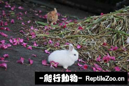 003343djcohii4ll00oocf.jpg