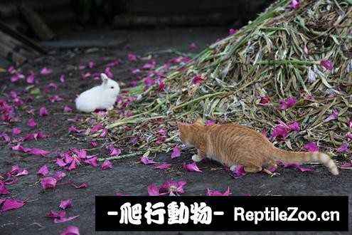 003344i6z44kikyricrhxi.jpg