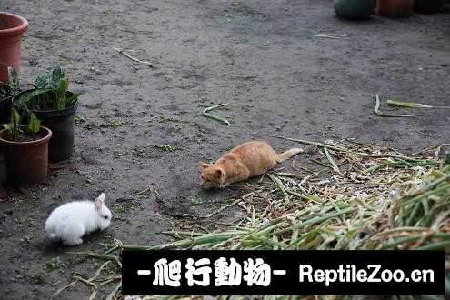 003348kpnlrpbg7nnlo57l.jpg