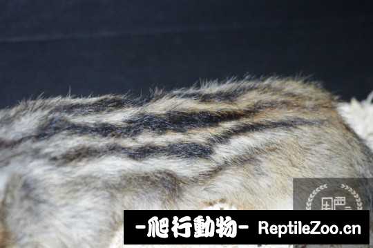 003414es5so9qie5yaki4n.jpg