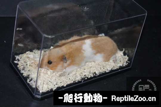 003422yrez86h2w8h0jibw.jpg