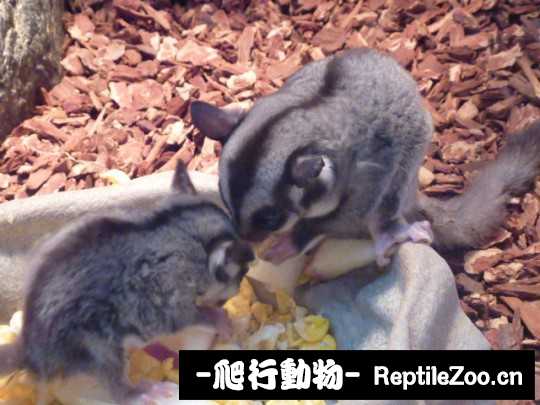 003520jde79ieezpedezwx.jpg