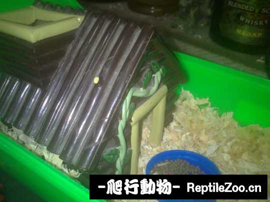 003643v94qyoql4rh4g9jz.jpg