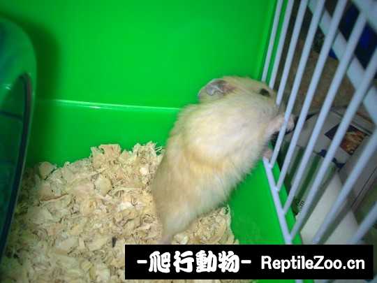 003655mrlwgrbxaggnnxrs.jpg