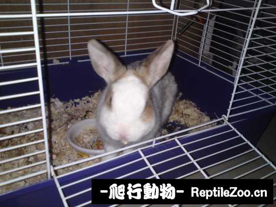 003810cf2kbr042ppnqc29.jpg
