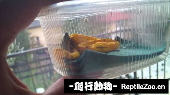 display_picture.php?url=http%3A%2F%2Fimgsa.baidu.com%2Fforum%2Fw%253D580%2Fsign%3Dc3d0b416e950352ab16125006342fb1a%2F6118a4cb39dbb6fdab455e870924ab18962b37b3.jpg