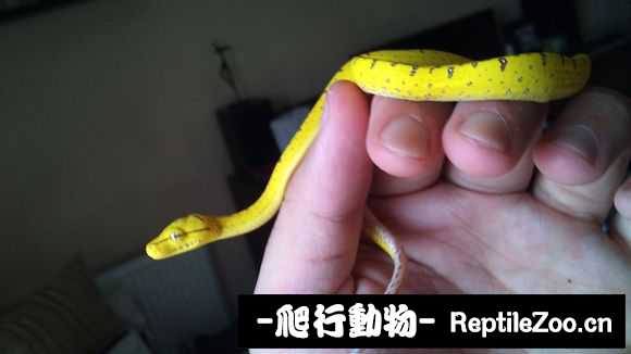 display_picture.php?url=http%3A%2F%2Fimgsa.baidu.com%2Fforum%2Fw%253D580%2Fsign%3Dde58535551da81cb4ee683c56267d0a4%2Fe4e80d34349b033b2883477b15ce36d3d439bd4e.jpg