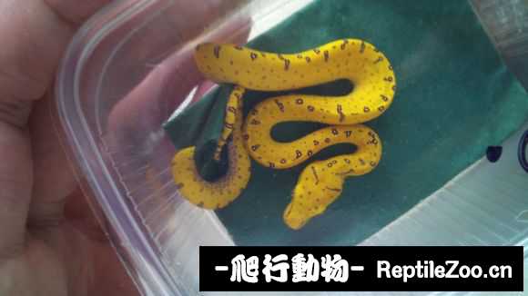 display_picture.php?url=http%3A%2F%2Fimgsa.baidu.com%2Fforum%2Fw%253D580%2Fsign%3D9720e3b34f4a20a4311e3ccfa0539847%2Fcddd6434970a304ef1291b5bd1c8a786c8175c4e.jpg